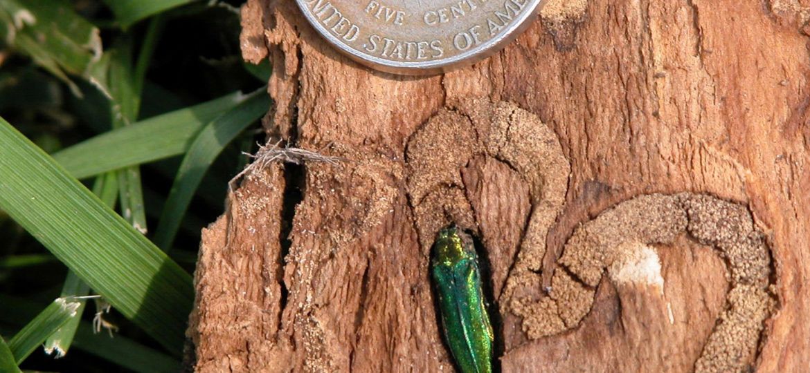 close up of a Emerald Ash Borer in a block of wood