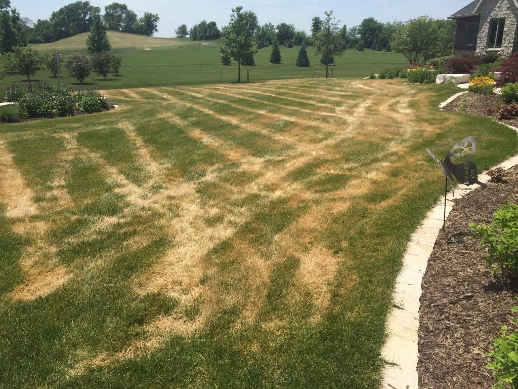 Lawn That Is Full Of Brown Grass