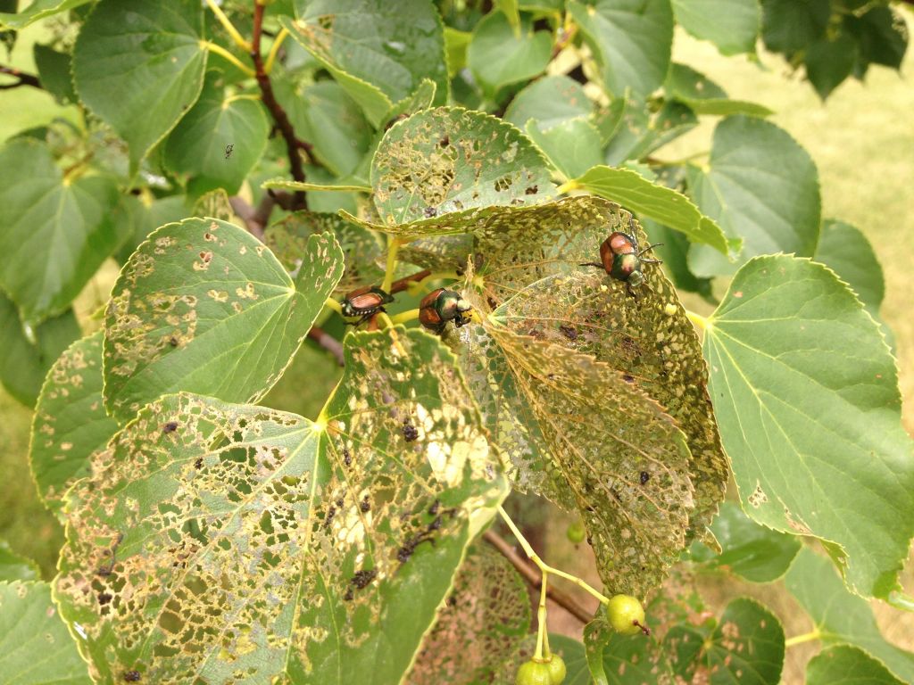 Bugs Infecting A Plant
