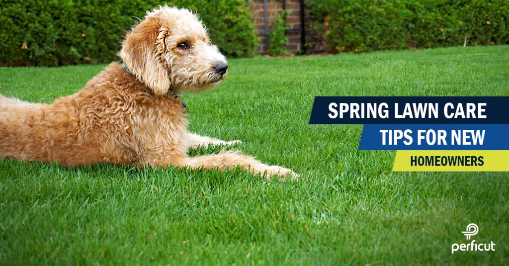 Spring Lawn Care Tips For New Homeowners