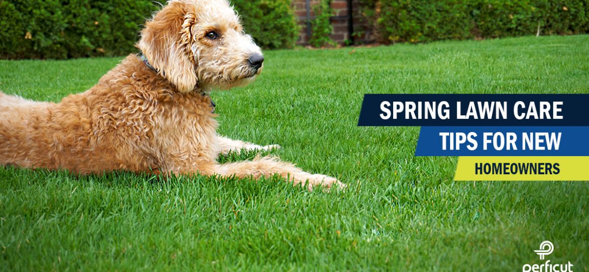 image of a dog laying in the grass with the words "Spring Lawn Care Tips For New Homeowners".