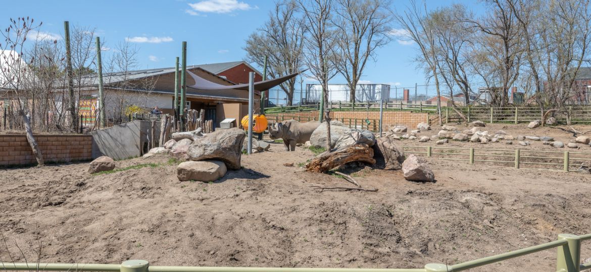 Rhino in enclosure landscaping at Blank Park Zoo in Des Moines, Iowa by Perficut