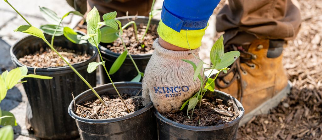 Commerical Landscaping Services | Des Moines, Iowa | Perficut