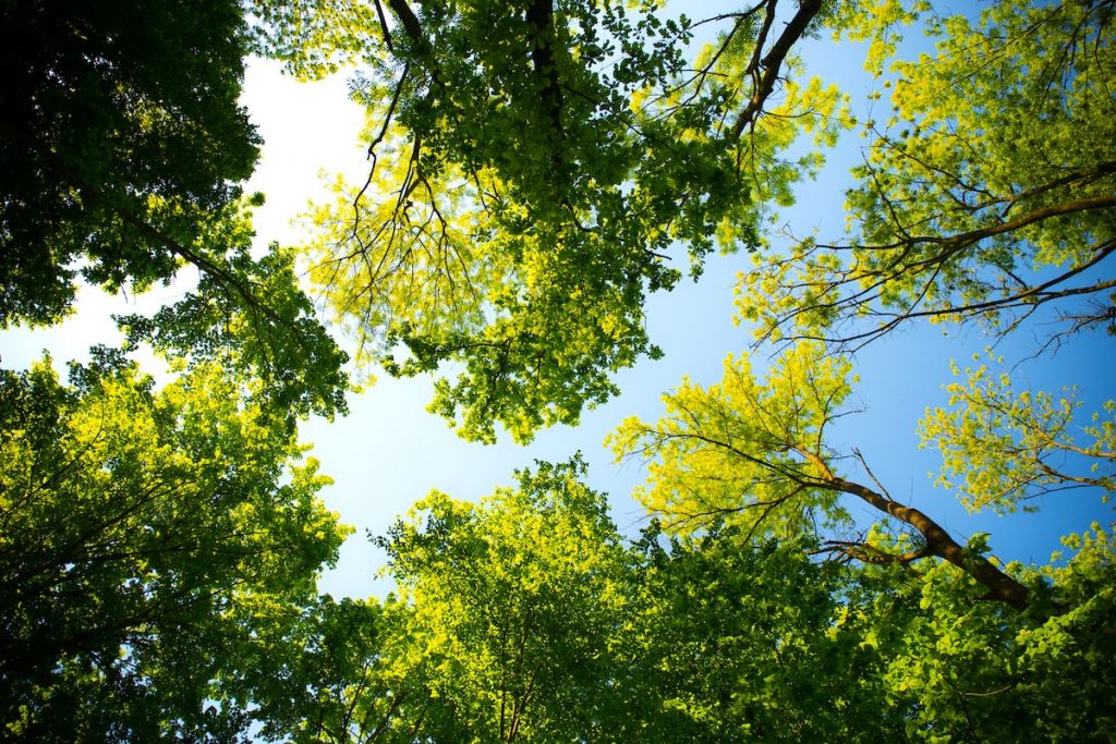 Image of green residential trees looking up from the ground against blue sky