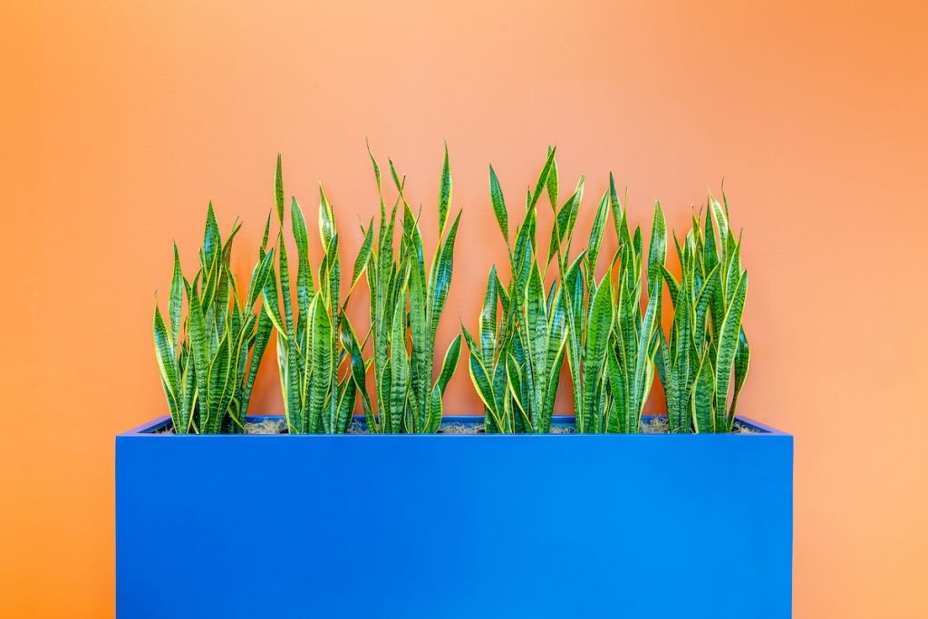Blue indoor planter against orange wall