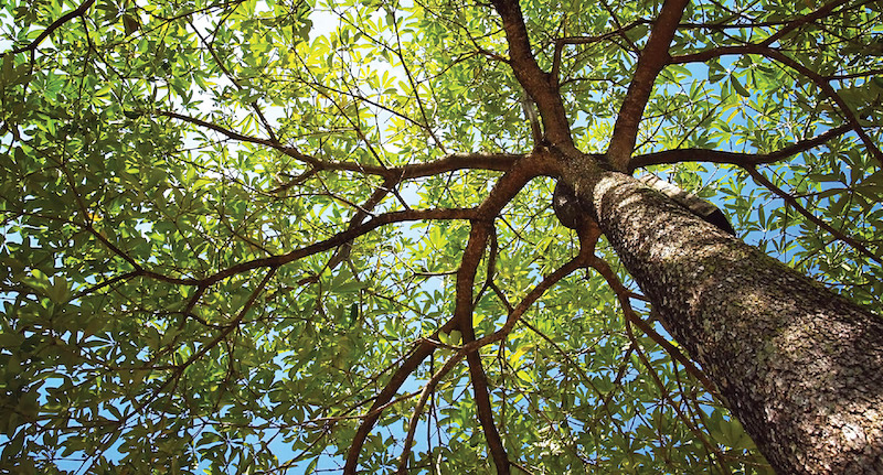 shot from below of tree with green leaves against blue sky