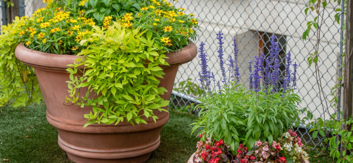 Two planters filled with seasonal yellow, purple and pink flowers
