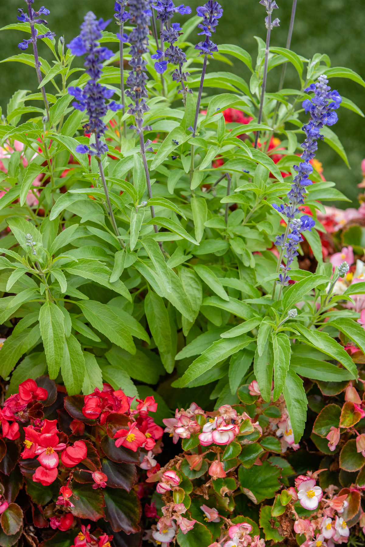 Close up image of floral planter with purple and red flowers