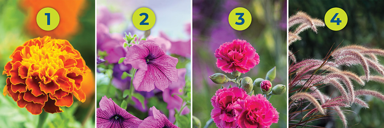 Image of different perennial flowers numberd one through four
