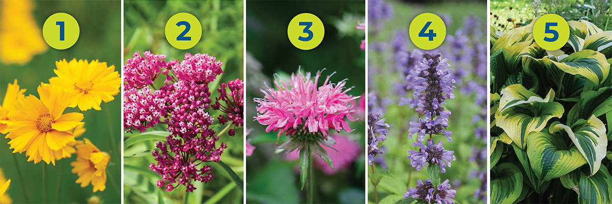Image of different perennial flowers numberd one through four