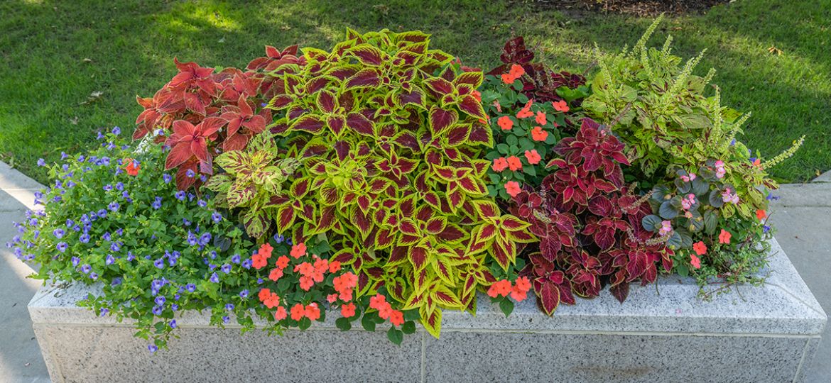 Image of various plants and flowers in planter outdoors