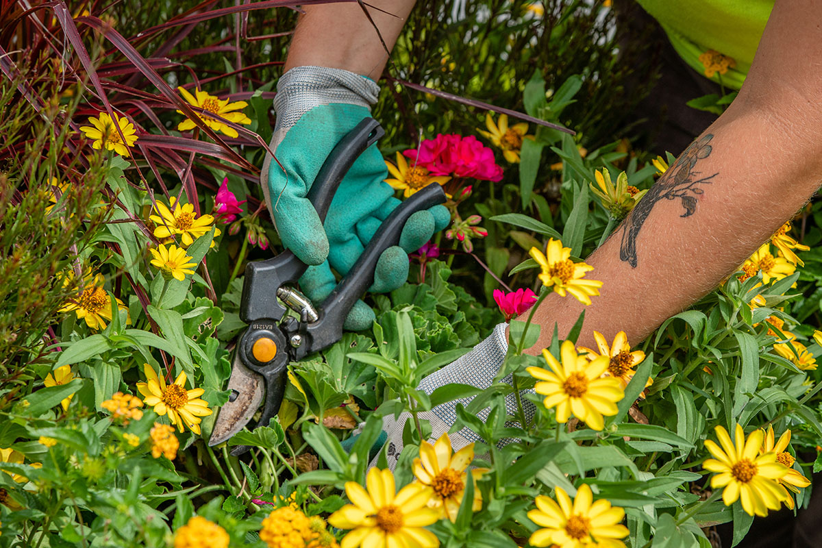 close up of team member working with flowers