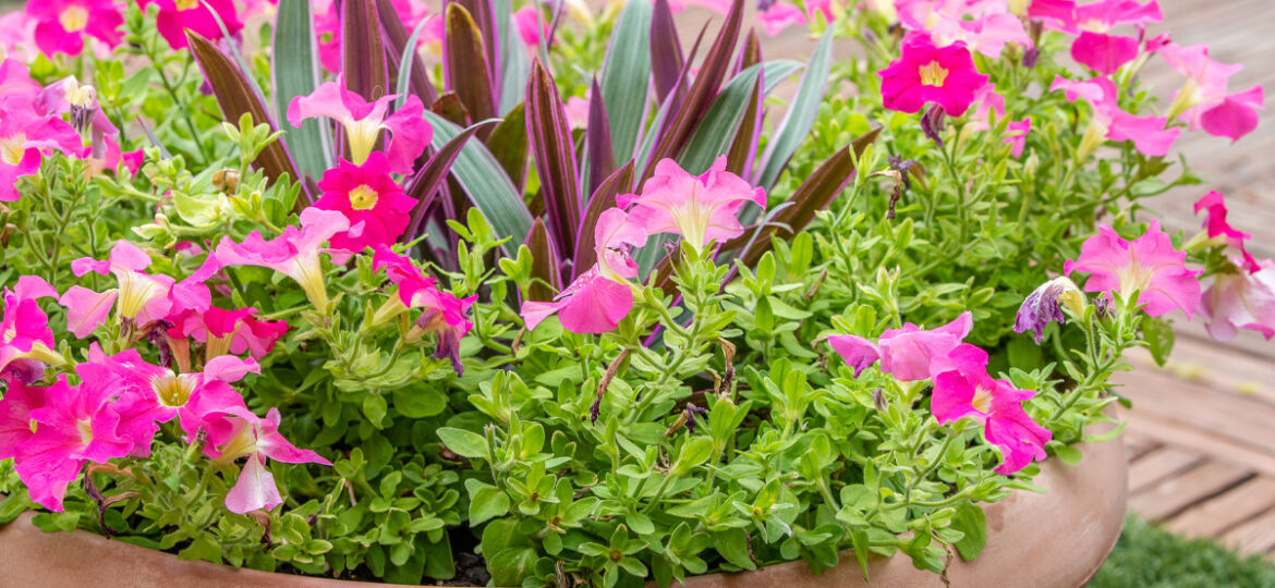 Image of planter with pink flowers