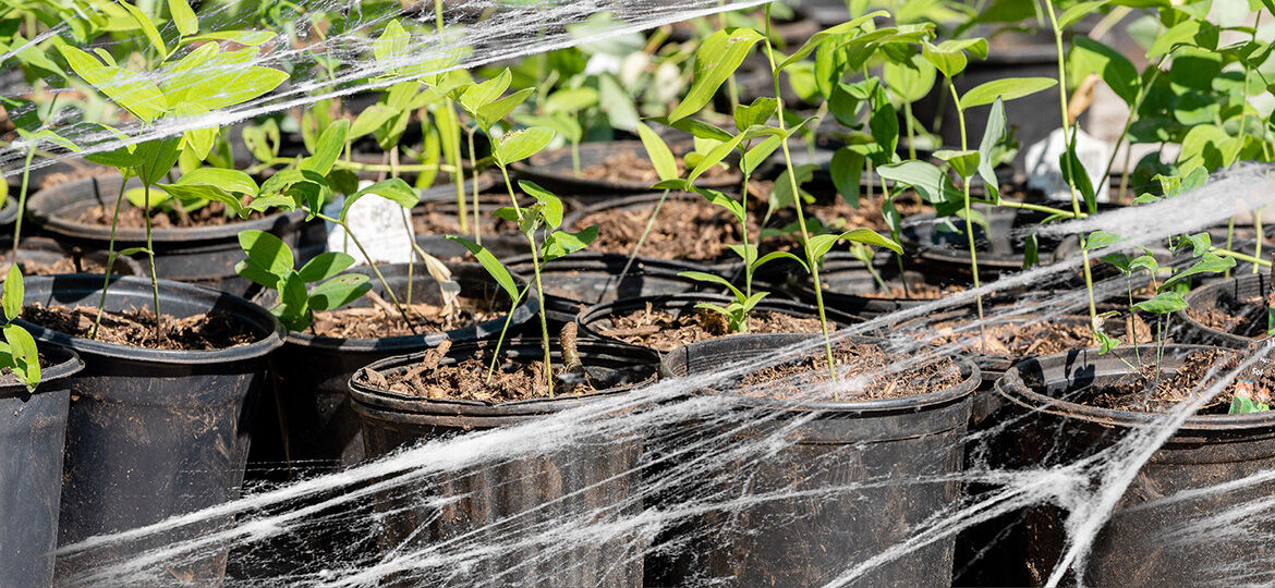 row of plants potted with a spider web overlay