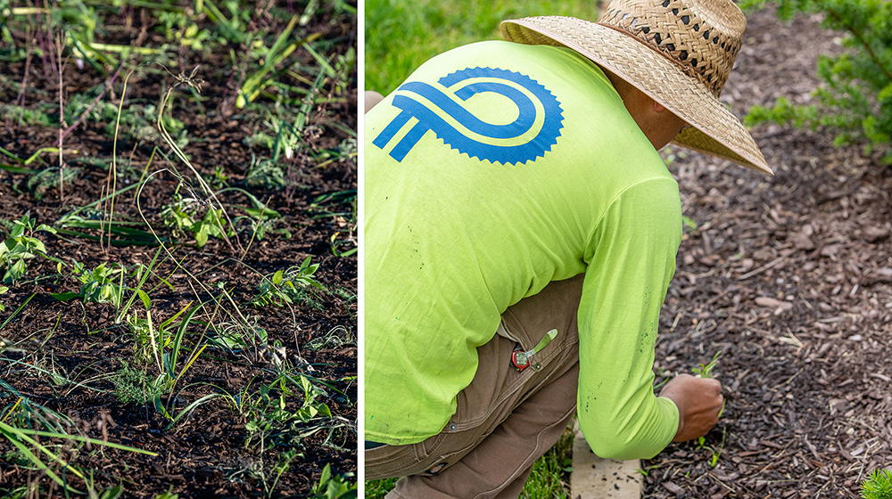 Perficut landscape team member wearing a grass hat and hi-vis long sleeve shirt kneels over garden bed clearing weeds