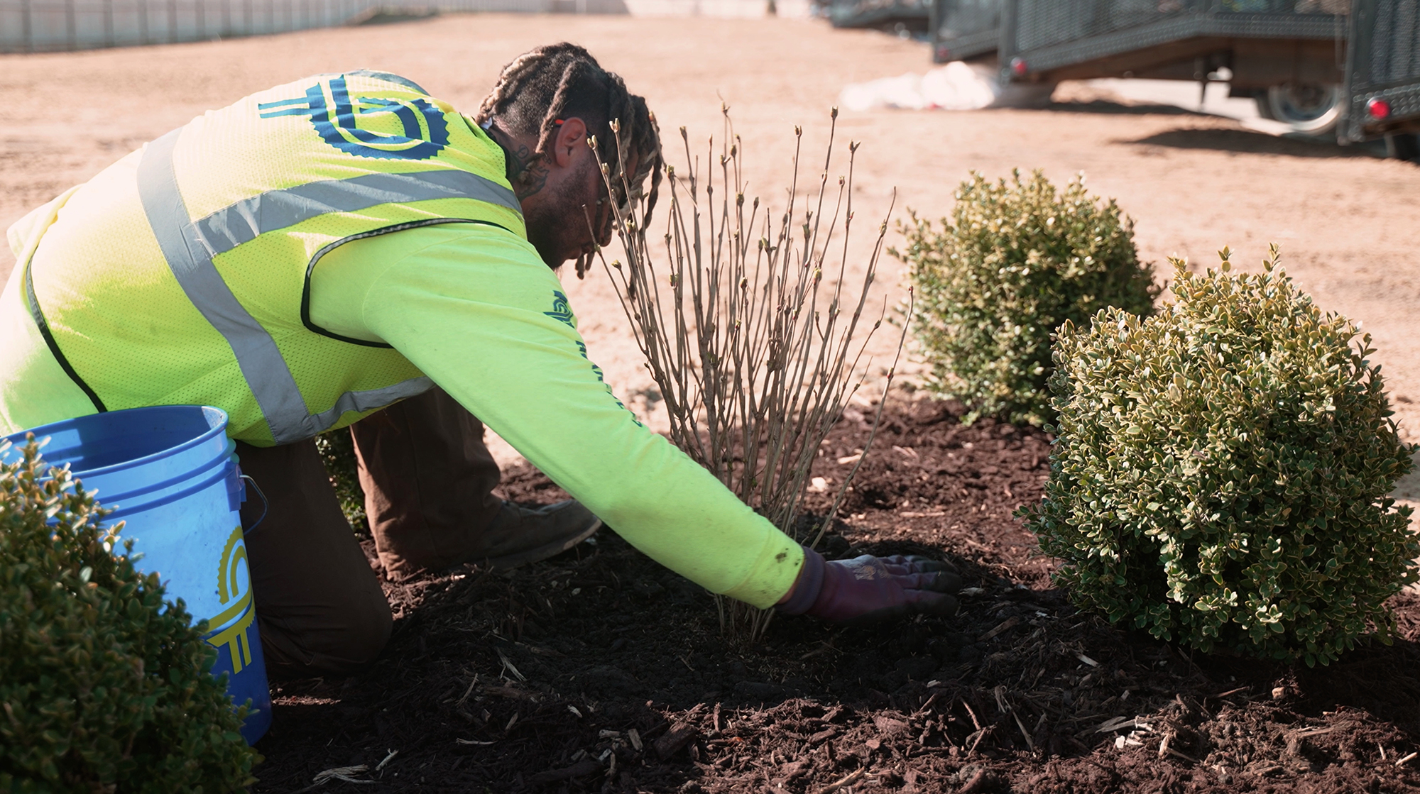Perficut team member kneels in landscape bed planting shrub