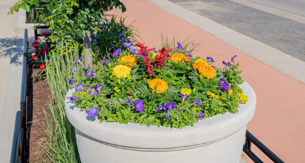 The Avenues of Ingersoll and Grand spring planter with marigolds and pansies