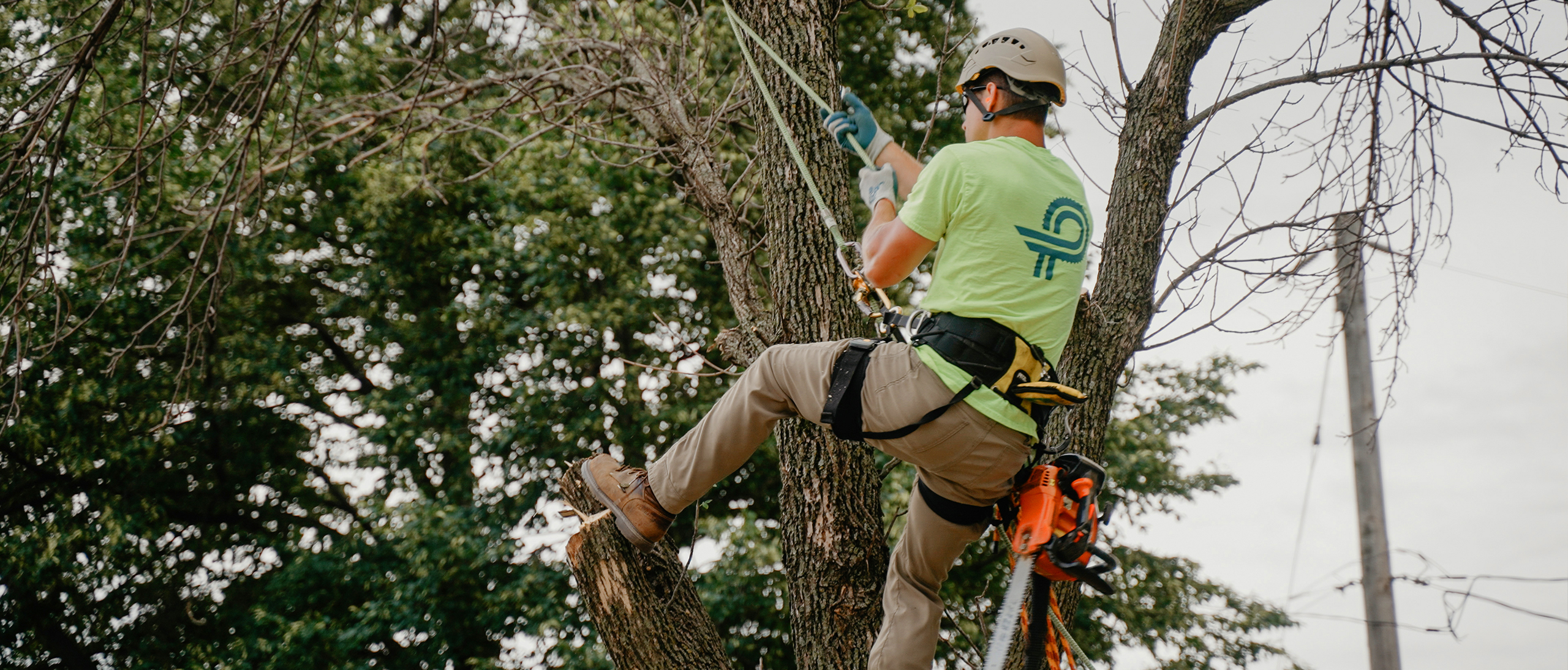 Tree-Health_web_climber Perficut tree health team climber